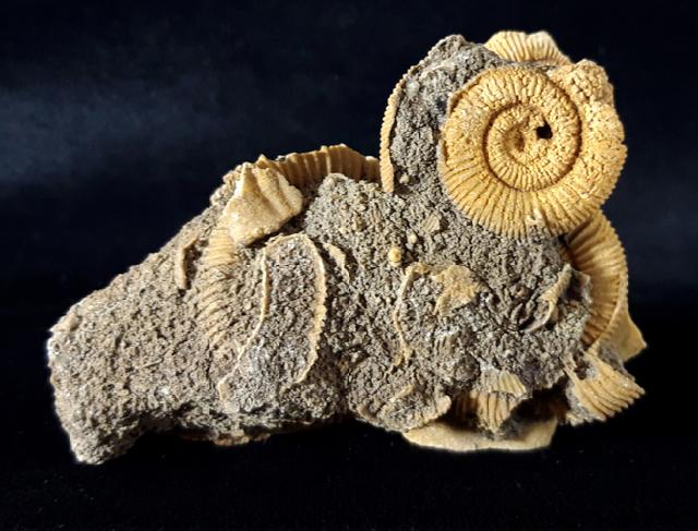 Dactylioceras athleticum (SIMPSON 1855) - Bild © FossNet FossilienStore